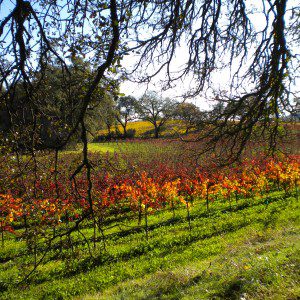 Orange vineyards in the Sonoma Valley during the Fall
