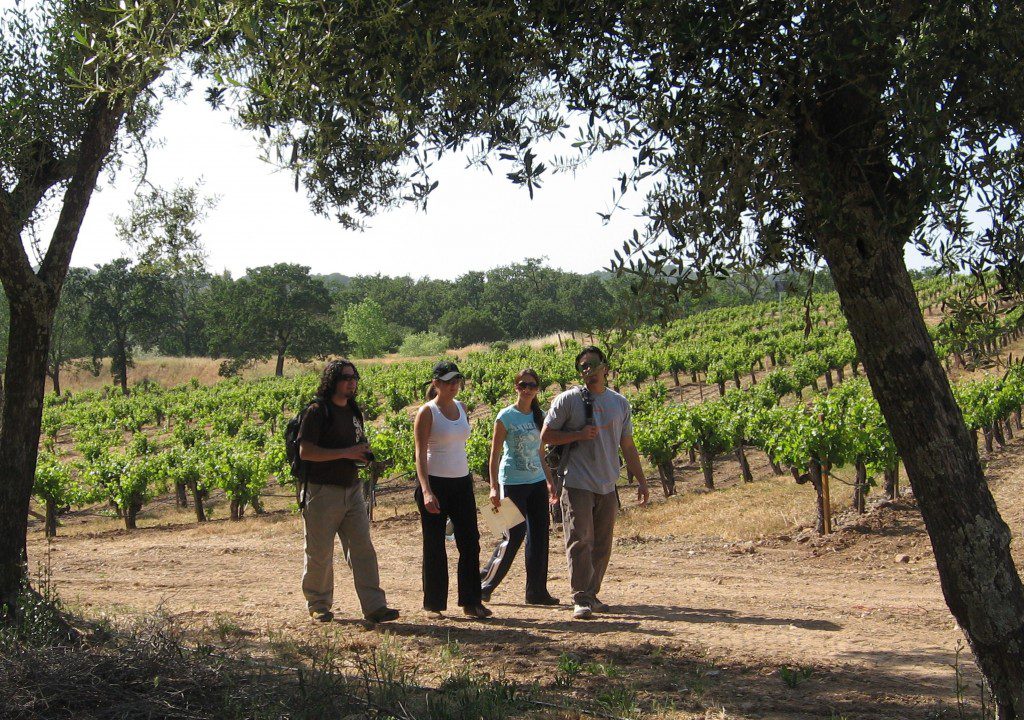 Group treks through vineyard on Wine Country Vacation