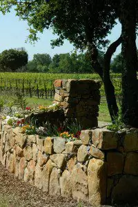 A Sonoma Valley vineyard with a rock wall and flowers