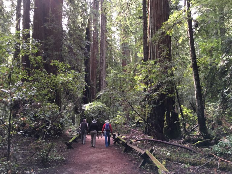 Armstrong Woods State Natural Reserve Wine Country Trekking