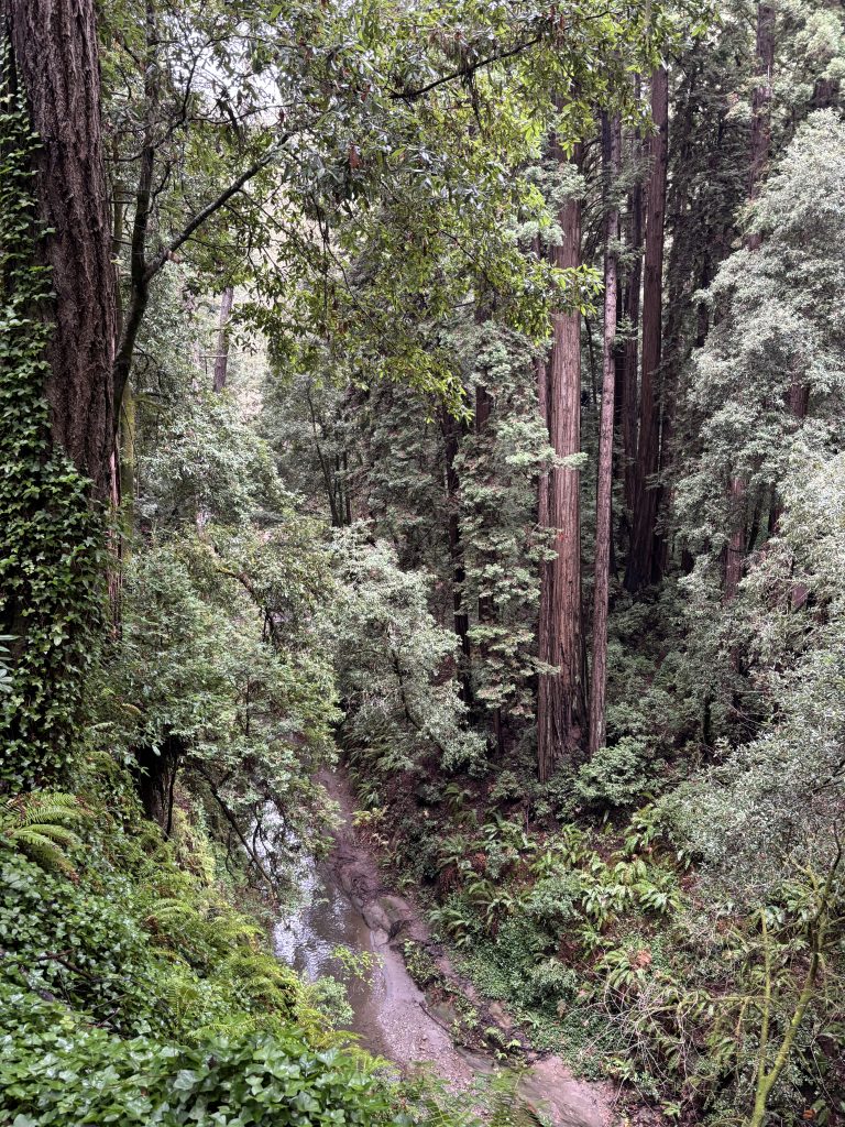 Monterey Bay: Santa Cruz to Carmel Trek